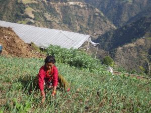 Bibi farming her onions