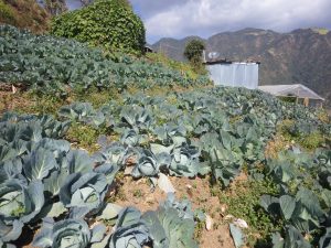 Lettuce farming in Bhattedanda