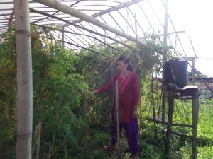 Radha and her tomato tunnel